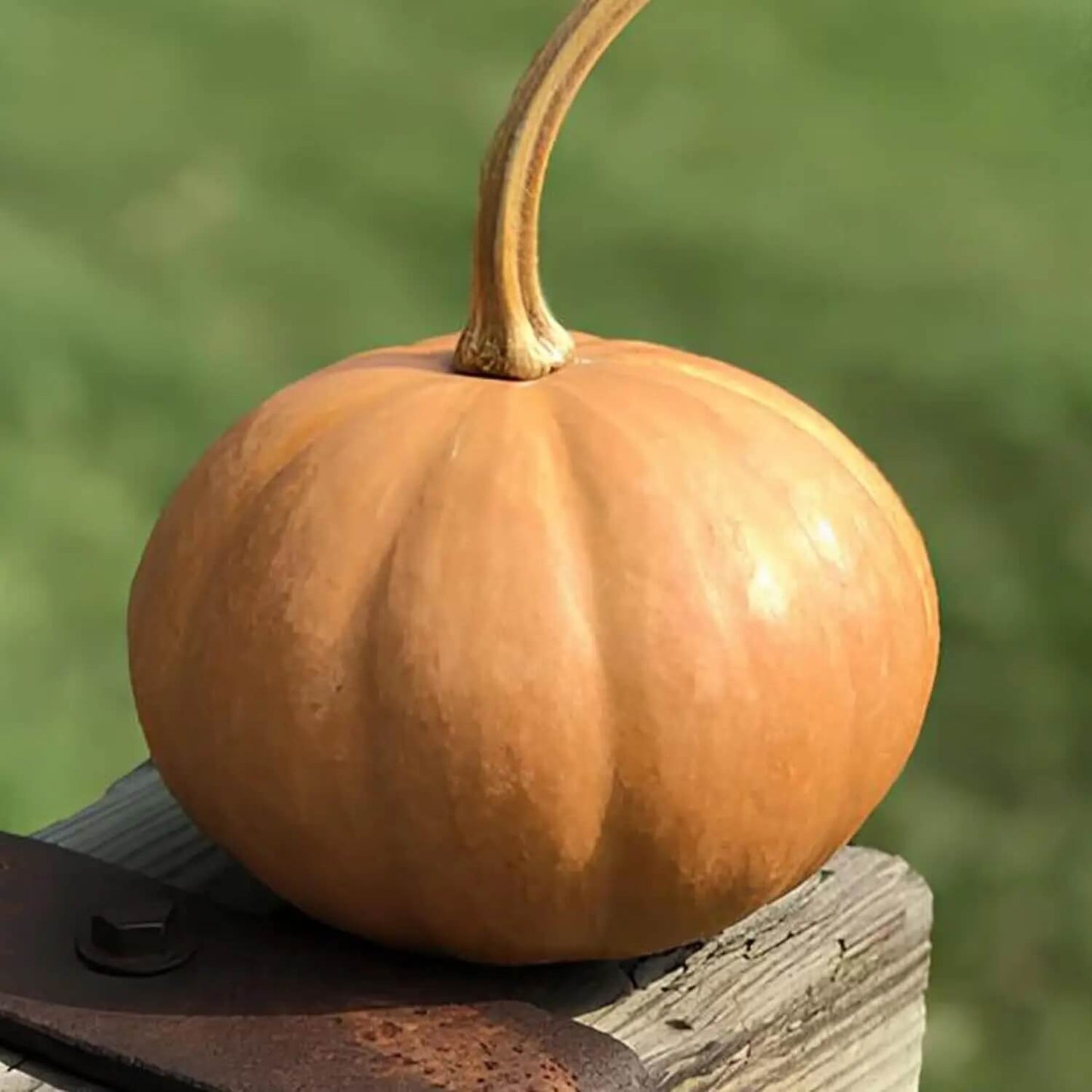 Seminole Pumpkin Seeds