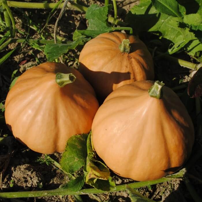 Seminole Pumpkin Seeds