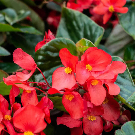 Semperflorens Begonia Seeds 