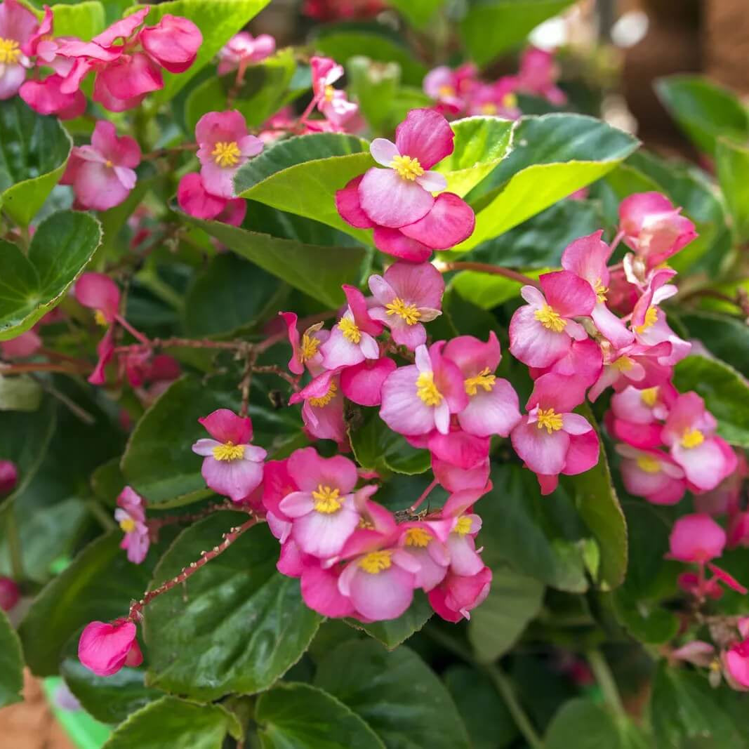 Semperflorens Begonia Seeds 