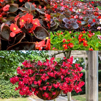 Semperflorens Begonia Seeds 