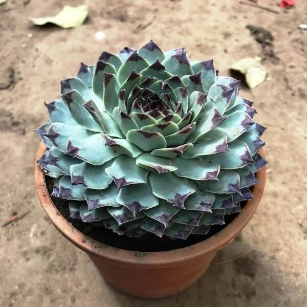 Sempervivum Plant Seeds - All in one for home gardens