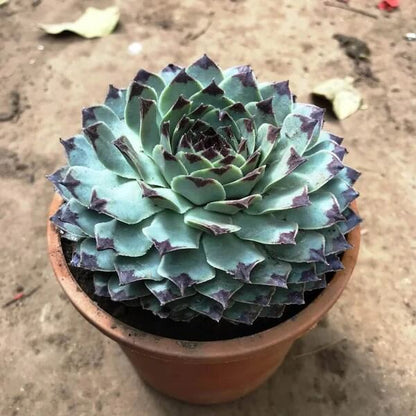 Sempervivum Plant Seeds - All in one for home gardens
