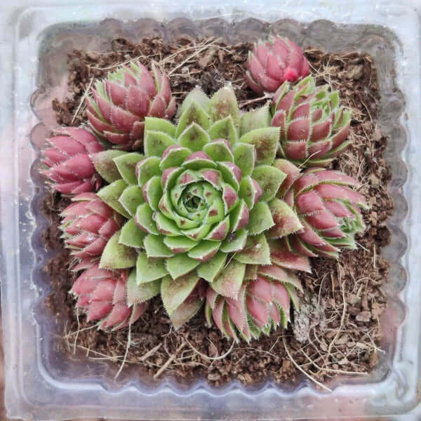 Sempervivum Plant Seeds - All in one for home gardens