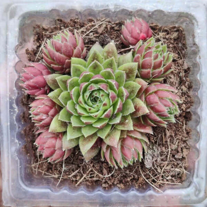 Sempervivum Plant Seeds - All in one for home gardens