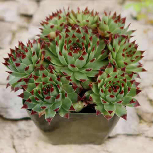 Sempervivum Plant Seeds - Flower Plant