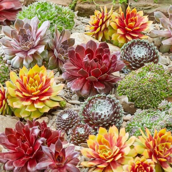 Sempervivum Plant Seeds - Flower Plant