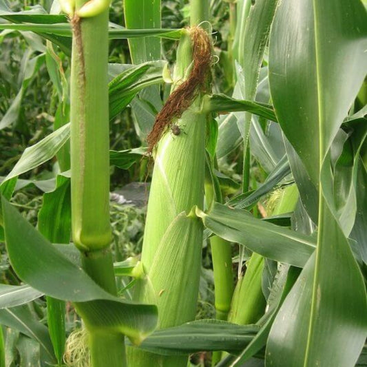Seneca Horizon Sweet Corn Seeds - Heirloom Vegetable Plant for Home Gardens