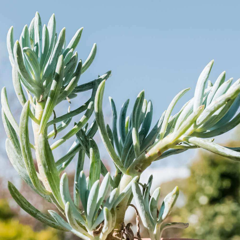 Senecio Succulent Seeds - Succulent Plant Seeds for Home Gardens