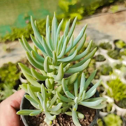 Senecio Succulent Seeds - Succulent Plant Seeds for Home Gardens