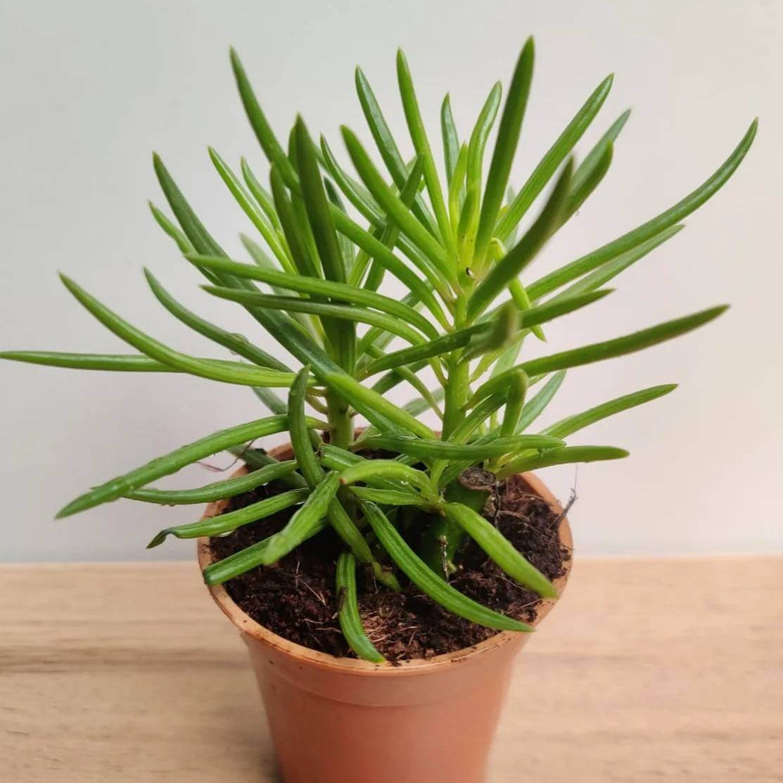 Senecio Succulent Seeds - Succulent Plant Seeds for Home Gardens