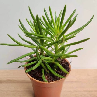 Senecio Succulent Seeds - Succulent Plant Seeds for Home Gardens