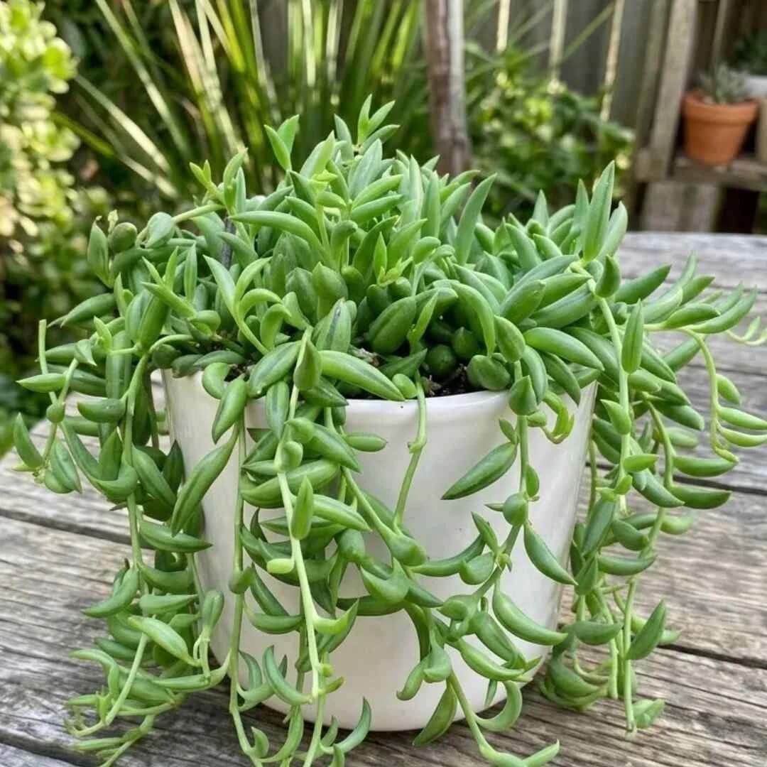 Senecio Succulent Seeds - Succulent Plant Seeds for Home Gardens