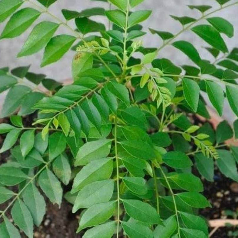 Senkaampu Curry Leaf Seeds 