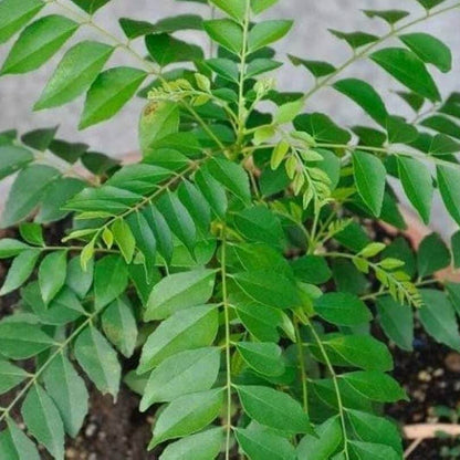 Senkaampu Curry Leaf Seeds 