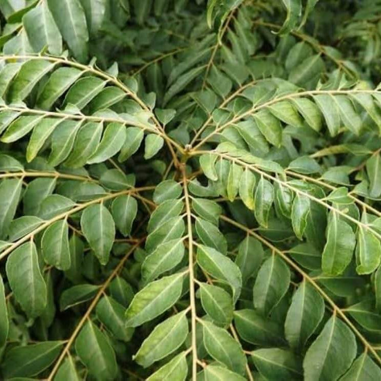 Senkaampu Curry Leaf Seeds 