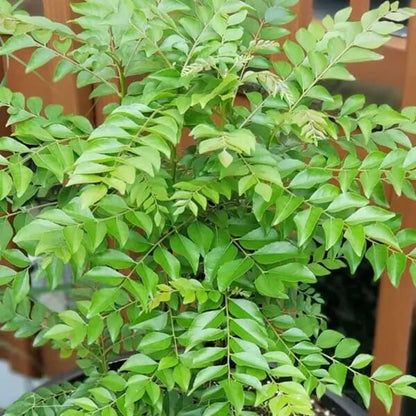 Senkaampu Curry Leaf Seeds 