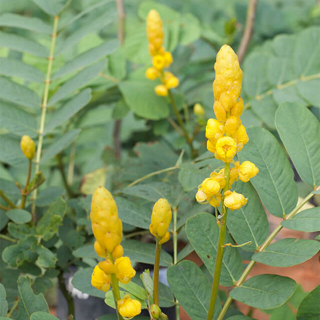 Senna Alata Seeds - Herbal Plant