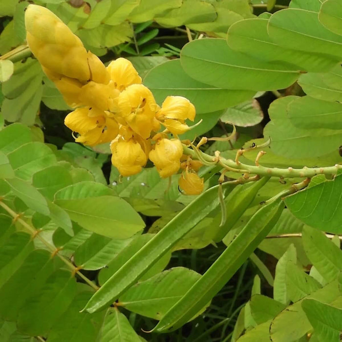 Senna Alata Seeds - Herbal Plant