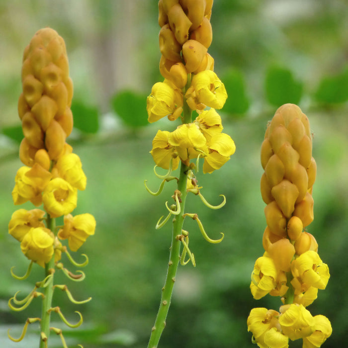 Senna Alata Seeds - Herbal Plant