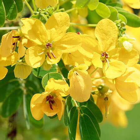 Senna Seeds - Herbal Plant for Home Gardens