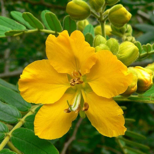 Senna Seeds - Herbal Plant for Home Gardens
