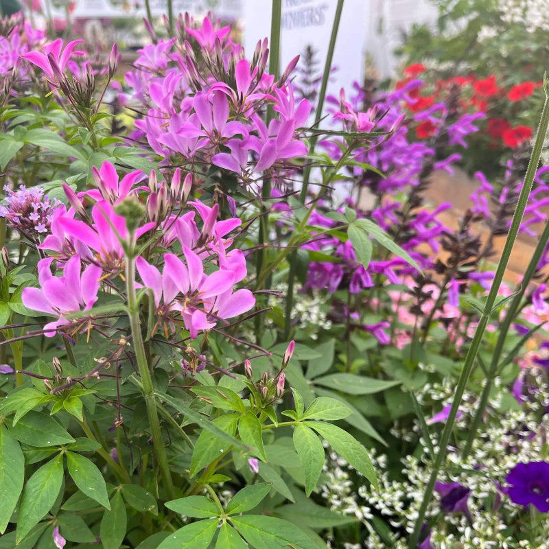 Senorita Rosalita Seeds - Heirloom Flower Plant for Home Gardens