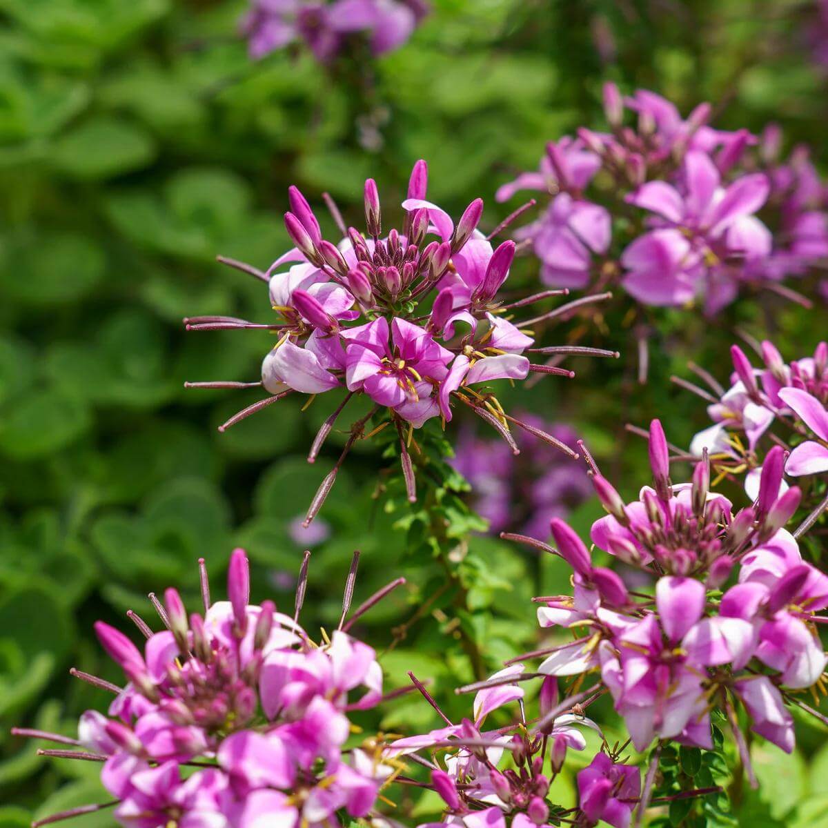 Senorita Rosalita Seeds - Heirloom Flower Plant for Home Gardens