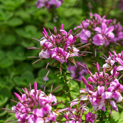 Senorita Rosalita Seeds - Heirloom Flower Plant for Home Gardens