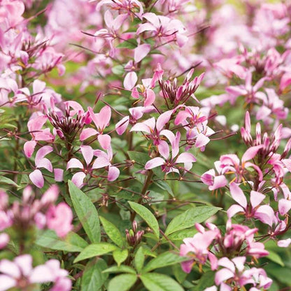 Senorita Rosalita Seeds - Heirloom Flower Plant for Home Gardens
