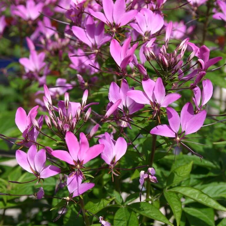 Senorita Rosalita Seeds - Heirloom Flower Plant for Home Gardens