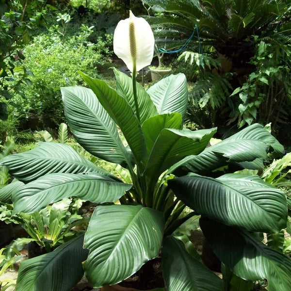 Sensation Peace Lily seeds - Flower Plant