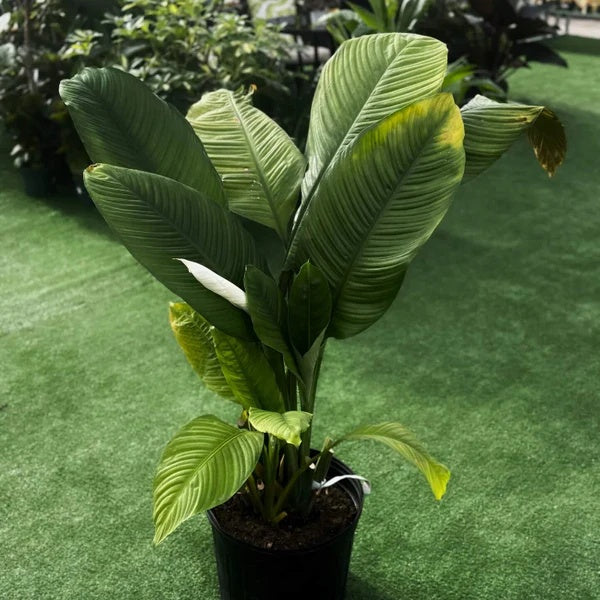 Sensation Peace Lily seeds - Flower Plant