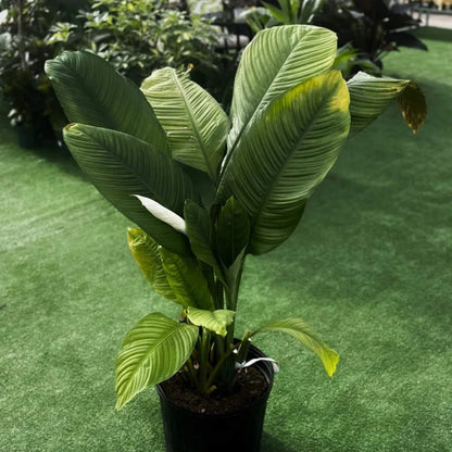 Sensation Peace Lily seeds - Flower Plant