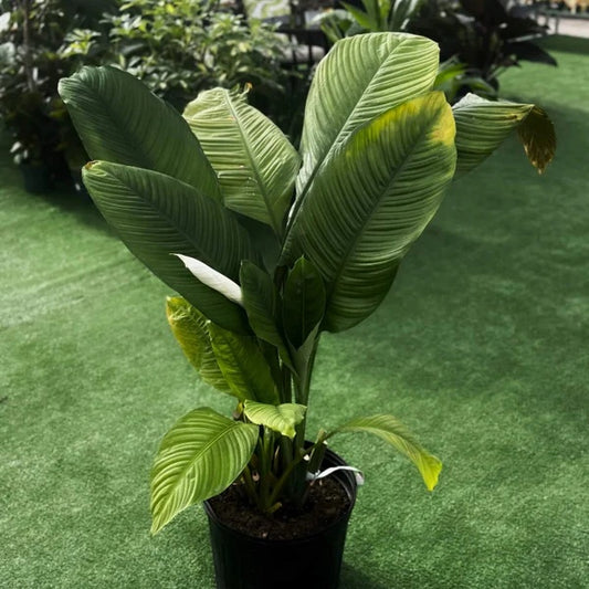 Sensation Peace Lily seeds - Flower Plant