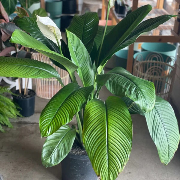 Sensation Peace Lily seeds - Flower Plant