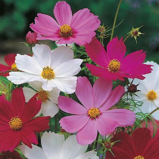 Sensation cosmos seeds - Flower Plant