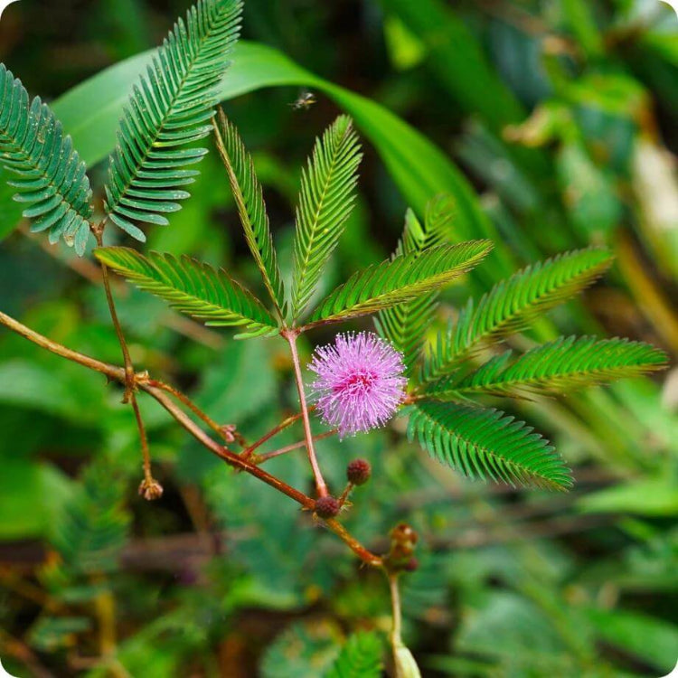 Sensitive Plant Seeds - Heirloom Flower Plant for Home Gardens