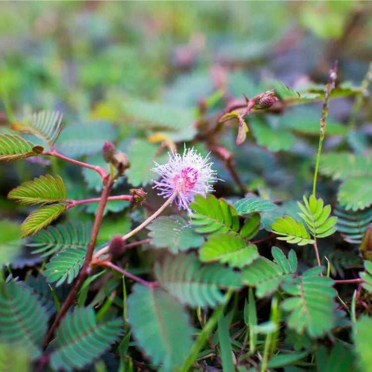 Sensitive Plant Seeds - Heirloom Flower Plant for Home Gardens