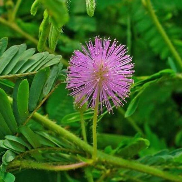Sensitive Plant Seeds - Heirloom Flower Plant for Home Gardens