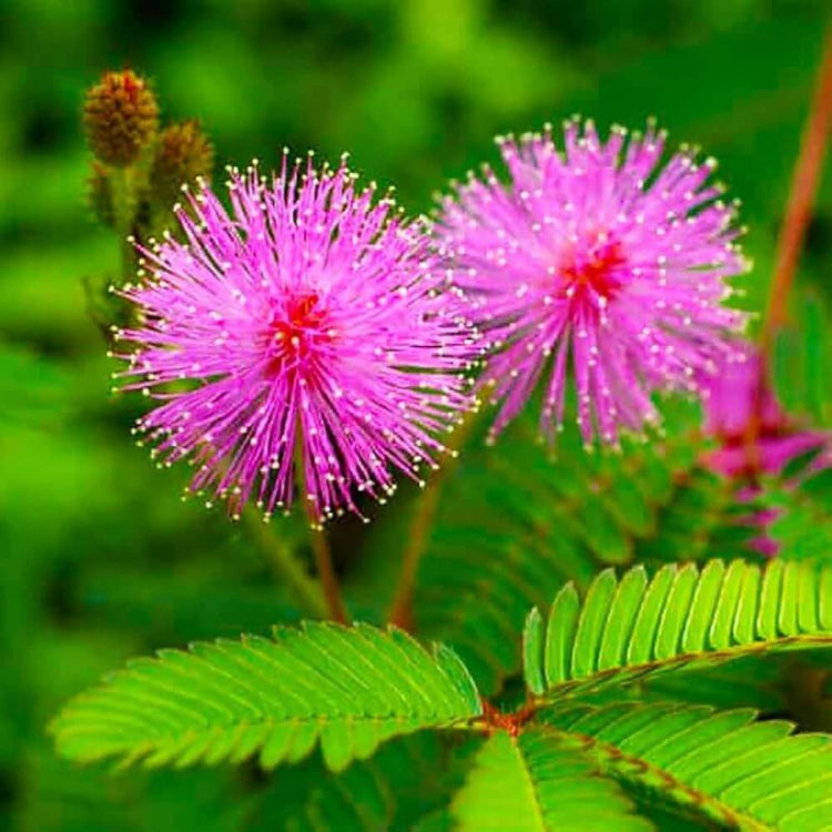 Sensitive Plant Seeds - Heirloom Flower Plant for Home Gardens