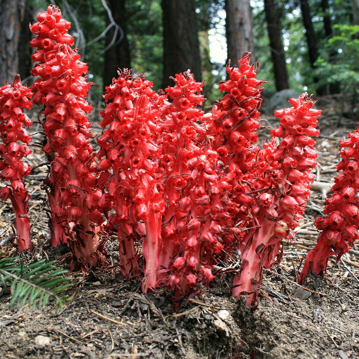 Sequoia Seeds - Flower Plant for Home Gardens