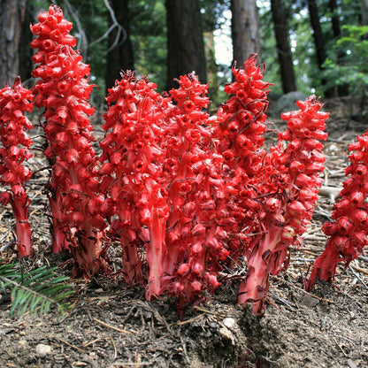 Sequoia Seeds - Flower Plant for Home Gardens