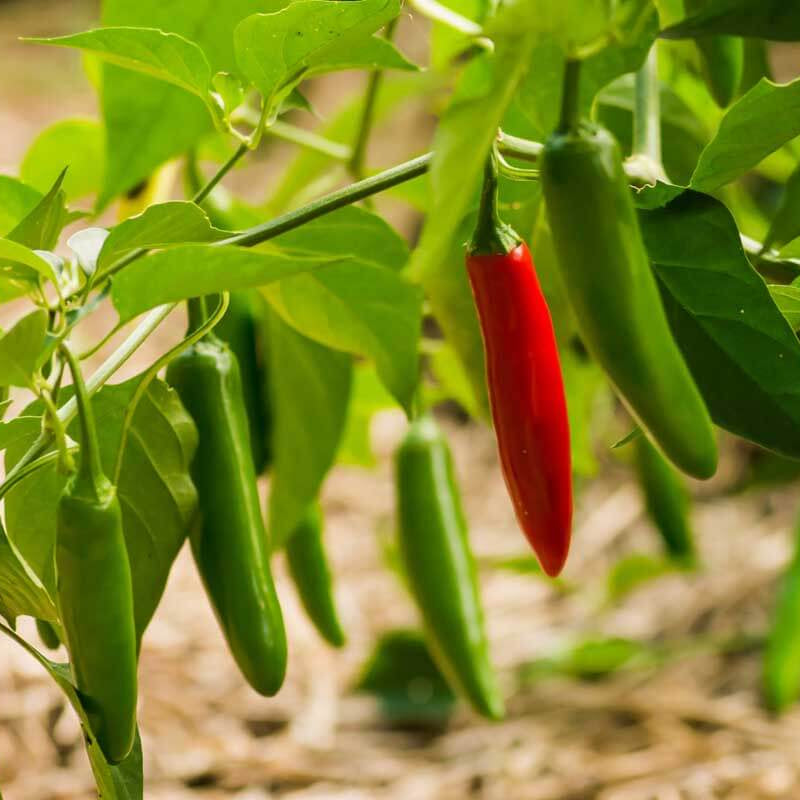 Serrano Pepper Seeds - Vegetable Plant