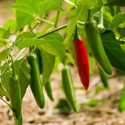 Serrano Pepper Seeds - Vegetable Plant