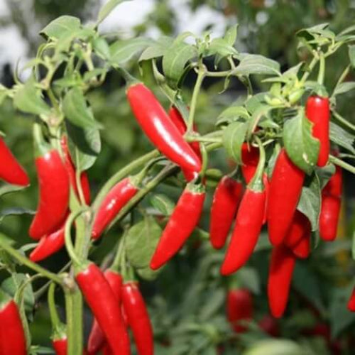 Serrano Pepper Seeds - Vegetable Plant
