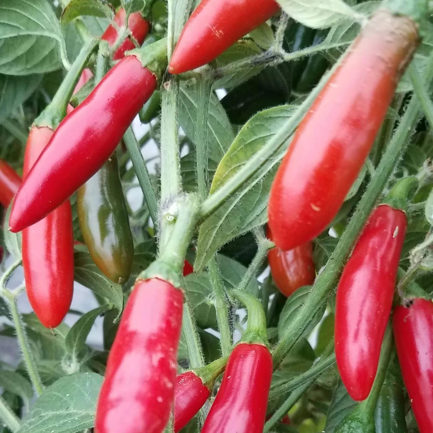Serrano Pepper Seeds - Vegetable Plant