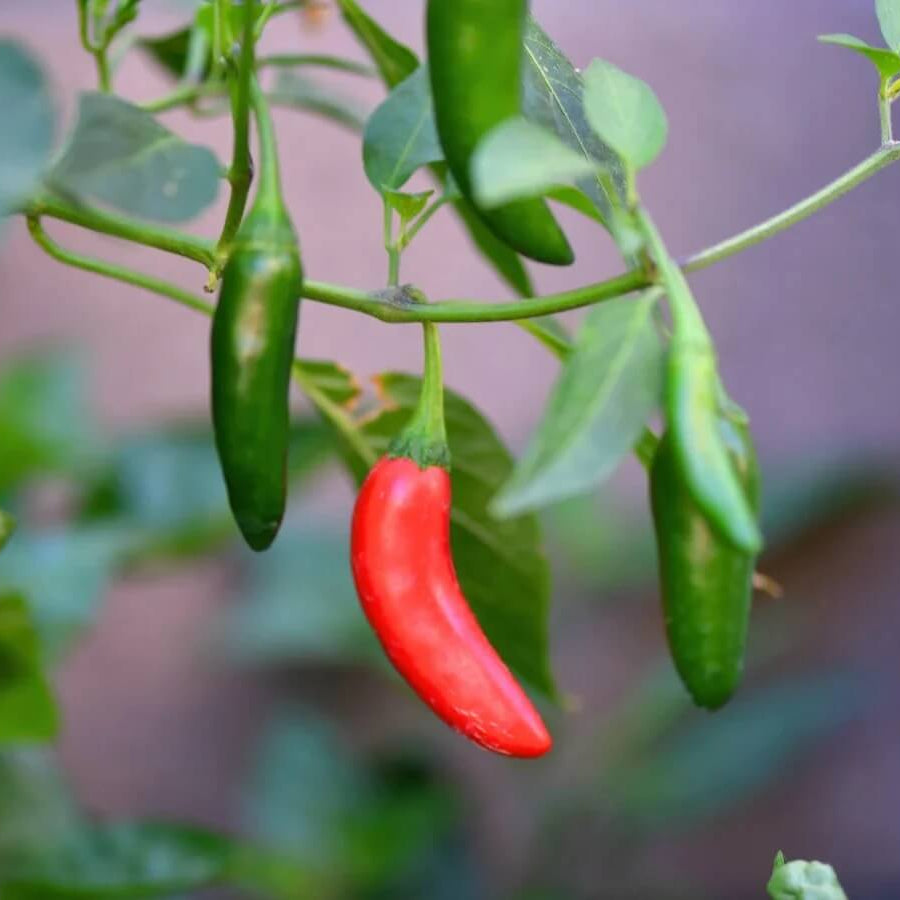 Serrano chili pepper seeds - Vegetable Plant
