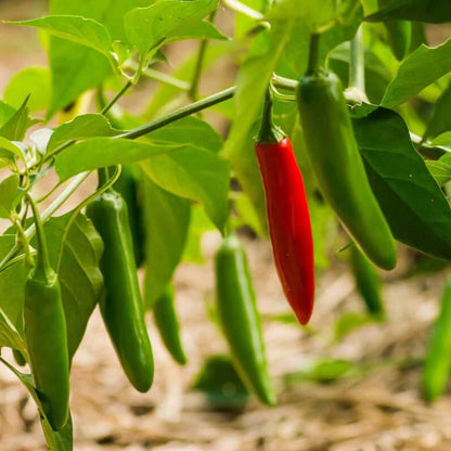 Serrano chili pepper seeds - Vegetable Plant
