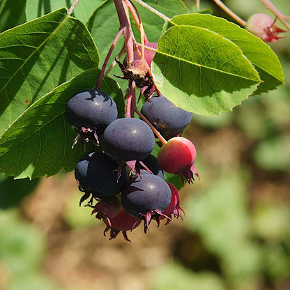 Serviceberry seeds - Fruit Plant for Home Gardens